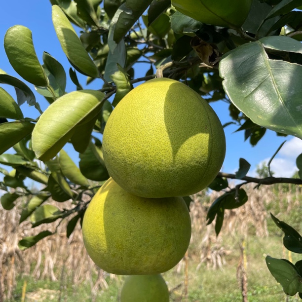 贵州 高山 青皮土柚子