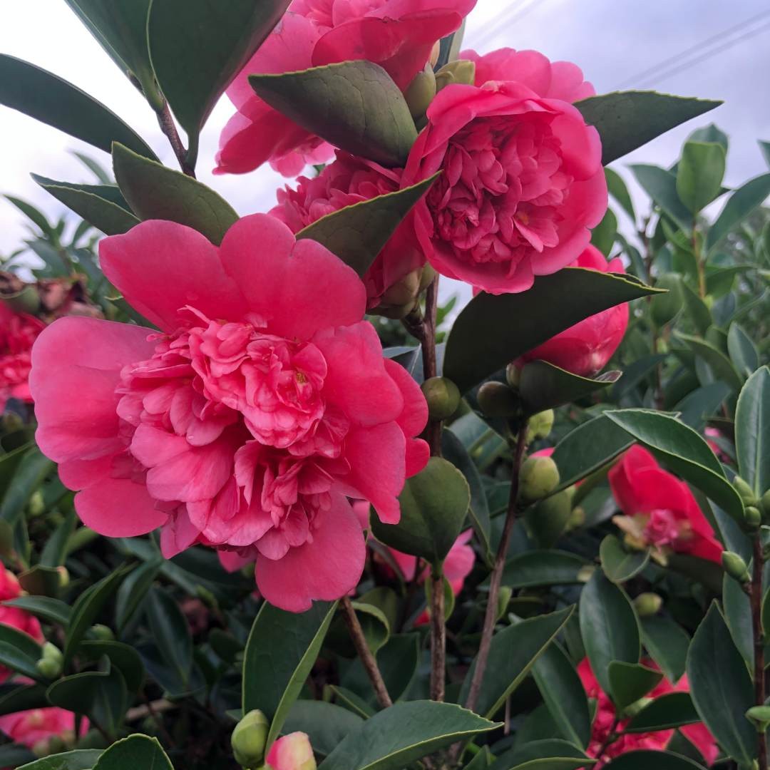 改价【粉色怀金】四季茶花室内阳台庭院花卉四季开花
