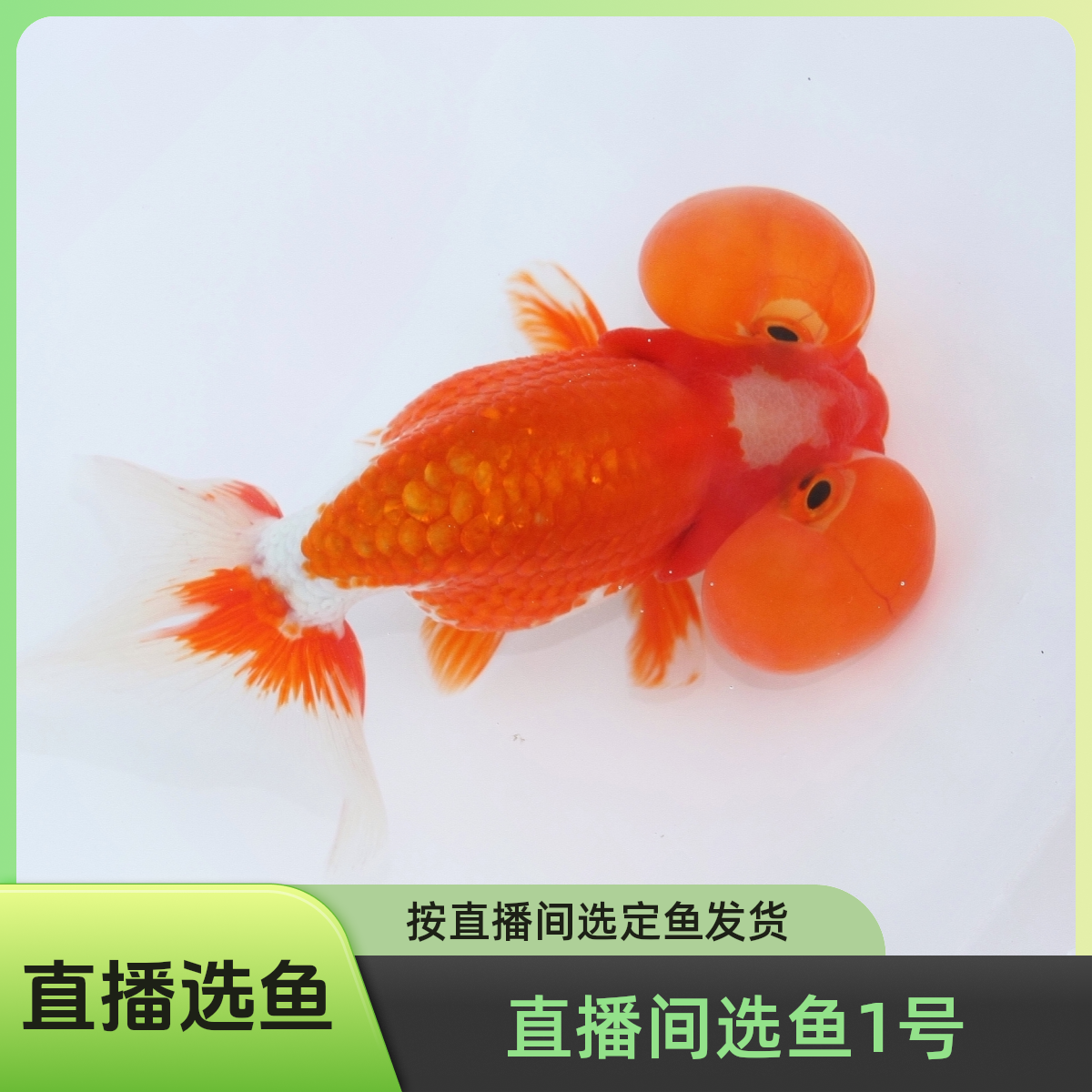 直播选鱼03（请看完商品详情下单，达不到条件请勿买鱼）