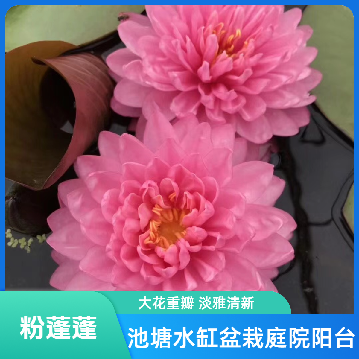 【粉蓬蓬】睡莲花池塘水缸大睡莲根块水培大睡莲花卉水培四季开花