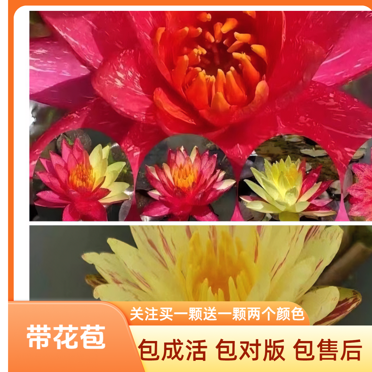 睡莲买一送一带花苞发货万维莎+帕拉尼
