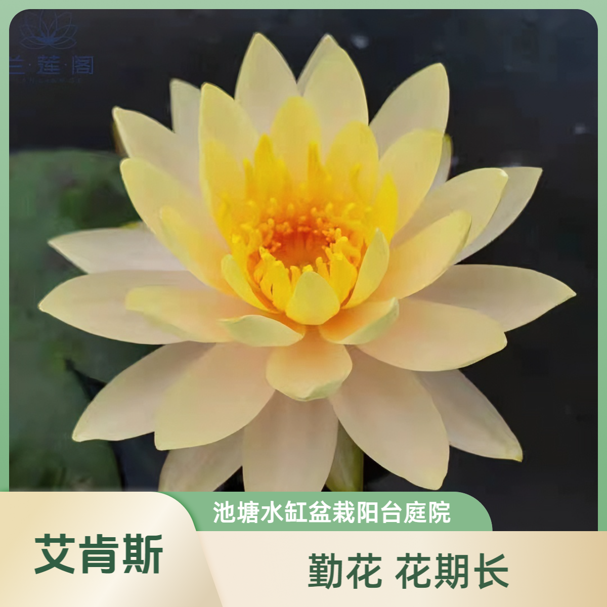 艾肯斯莲花种茎黄色睡莲根块水生植物庭院别墅花园花卉花期长阳台