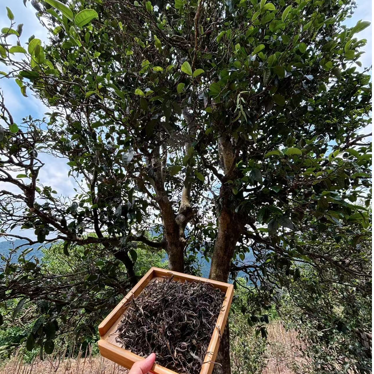 单株高货400年17号树散茶 凤冠山中小叶爆兰香 汤感浑厚霸气 
