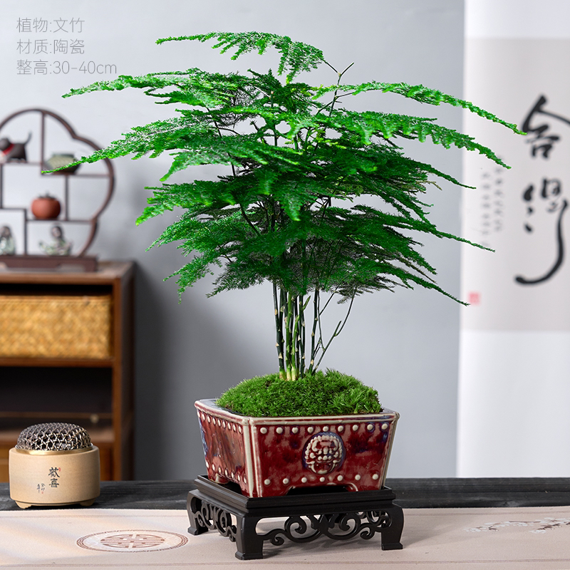 文竹盆栽钧月窑狮子头陶瓷盆室内客厅办公室绿植花卉盆景桌面植物