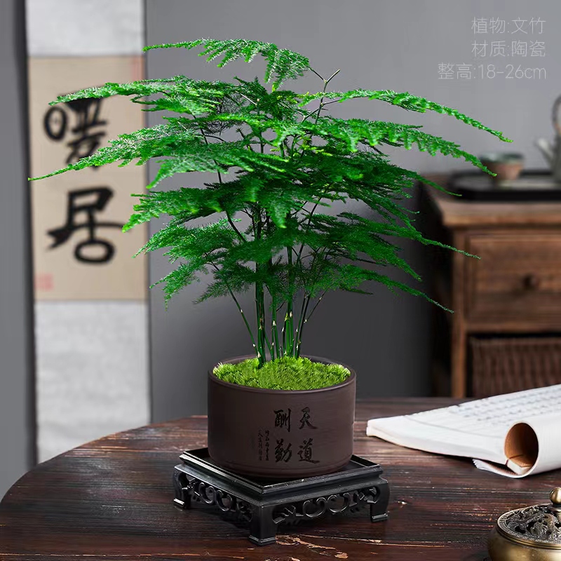 3年文竹+天道酬勤（宽）陶瓷盆室内客厅办公室绿植花卉盆景桌面植物