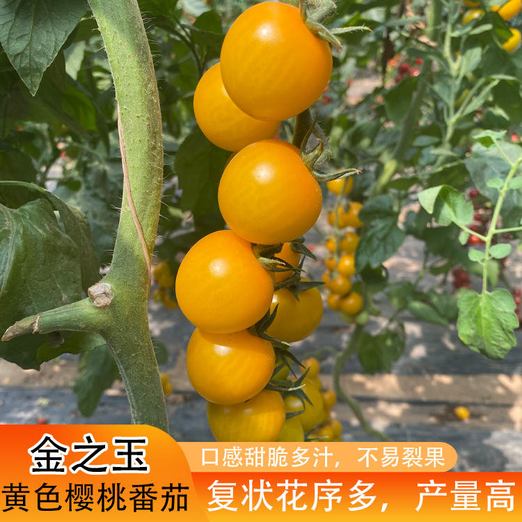 金之玉 黄色小西红柿种子 樱桃番茄种子 杂交番茄种子