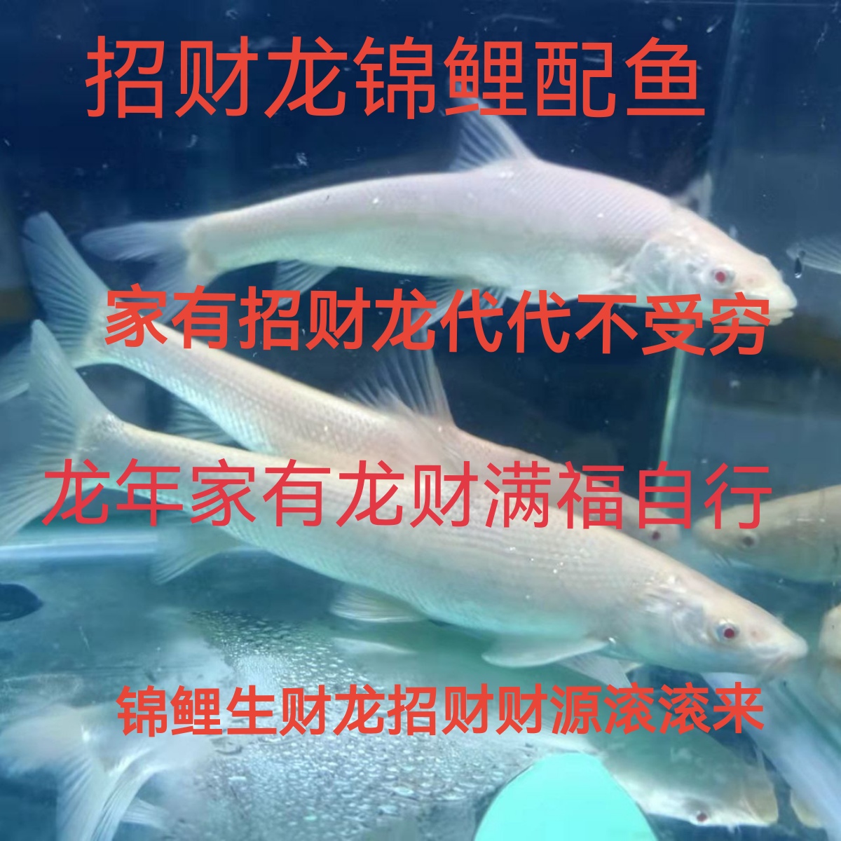 卡其色红宝石眼黄化白子招财龙（不是白色）淡水冷水观赏鱼易养耐活