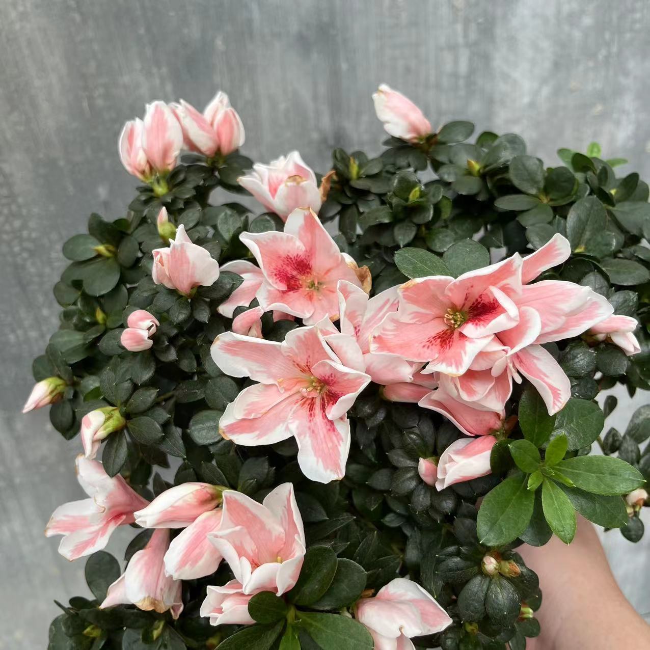 【百合杜鹃花】盆栽四季开花老桩养的盆栽植物客厅花卉美观