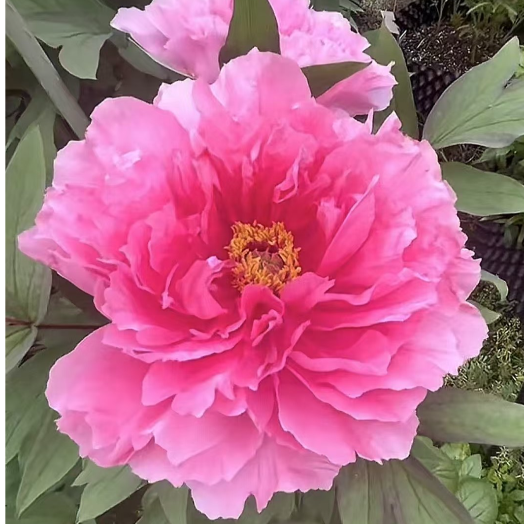 【八千代椿】粉色系牡丹盆栽花卉裸根基地直发