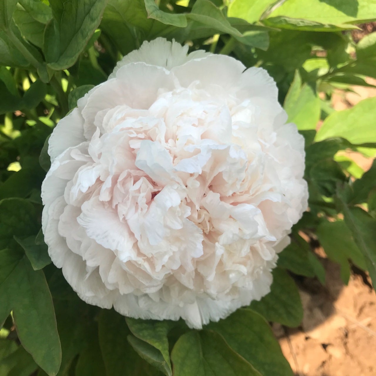 【白雪塔】洛阳新世纪牡丹基地直发