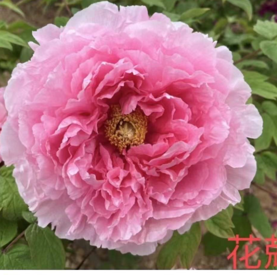 【花兢】洛阳新世界牡丹基地直发