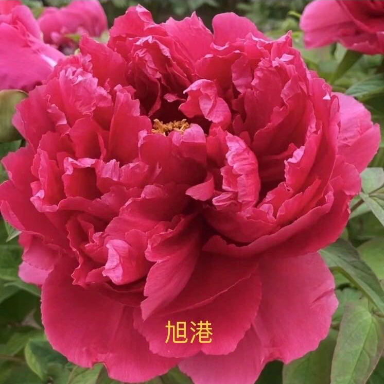 【旭港】洛阳新世界牡丹基地直发