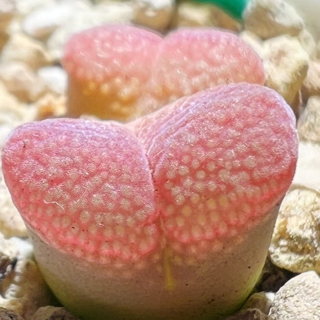 直播间肉锥 一物一拍链接