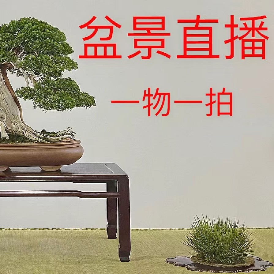 绿之苒花卉一物一拍链接