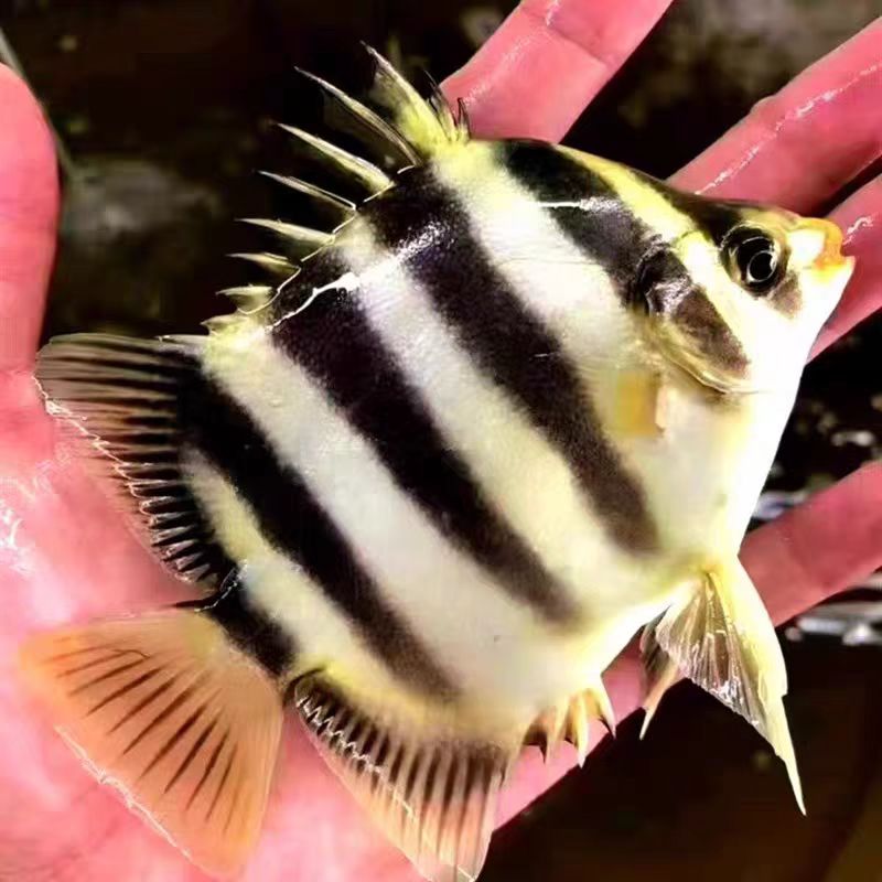 非洲金鼓鱼金古鱼淡水金钱科非洲金鼓鱼热带观赏鱼