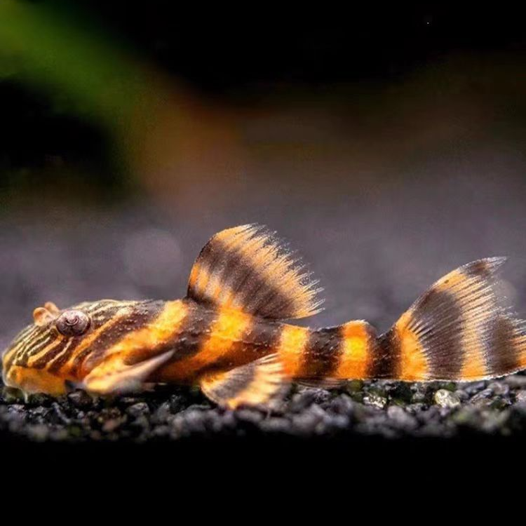 小卫甄选 | 巴西红老虎异型鱼入门小异型鱼