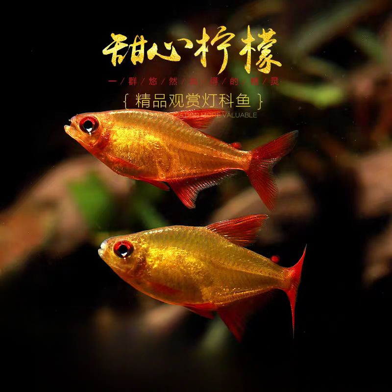 甜心柠檬灯鱼巴西进口超级甜心檸檬燈热带观赏鱼水草缸群游活体鱼