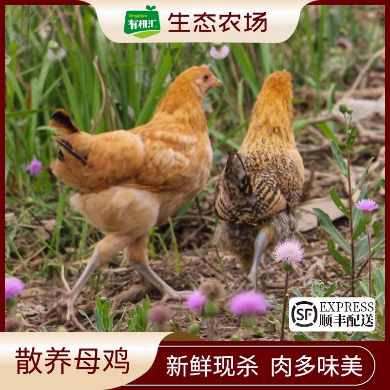 有机汇散养土鸡农家走地鸡母鸡整只2.5斤左右顺丰包邮新鲜老母鸡