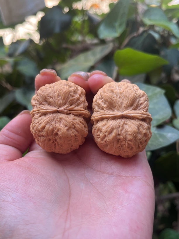 云南野生铁核桃（花冠王）尺寸43