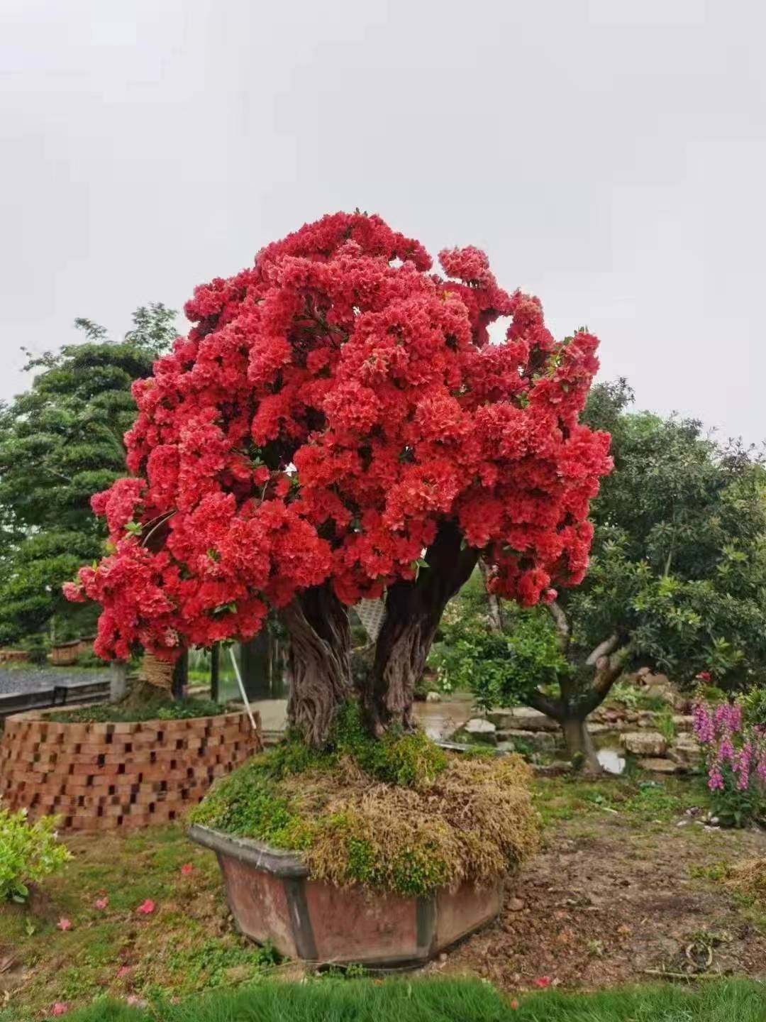 杜鹃花老桩四季常青基地直发容易养护绿植花卉一物一拍（不包邮）