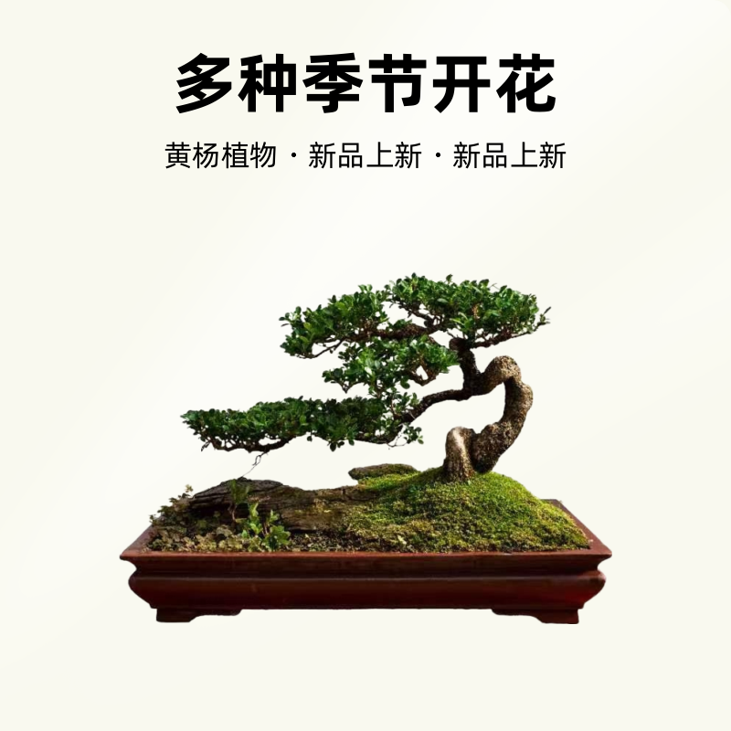 直播间一物一拍链接.黄杨.白蜡黑松.等室内外盆景
