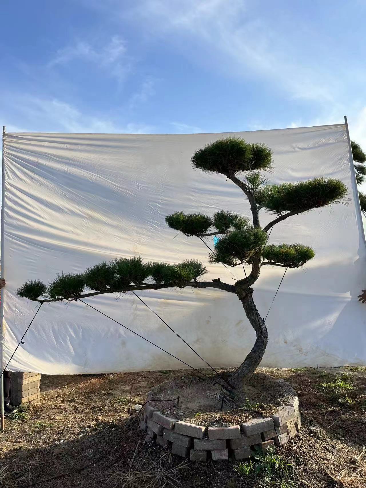 造型树黑松罗汉松对节白蜡大型室外盆景
