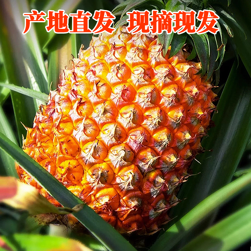 海南精选甜蜜蜜凤梨树上自然成熟香甜多汁美味汁水丰富清甜口感