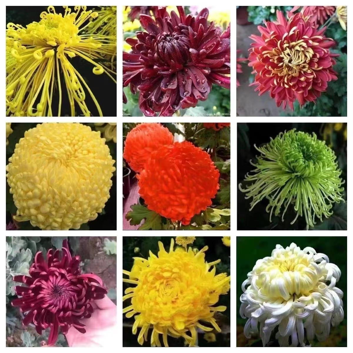 A不包售后品种菊花清棚福利【做老根处理】【无售后】【土球发货】