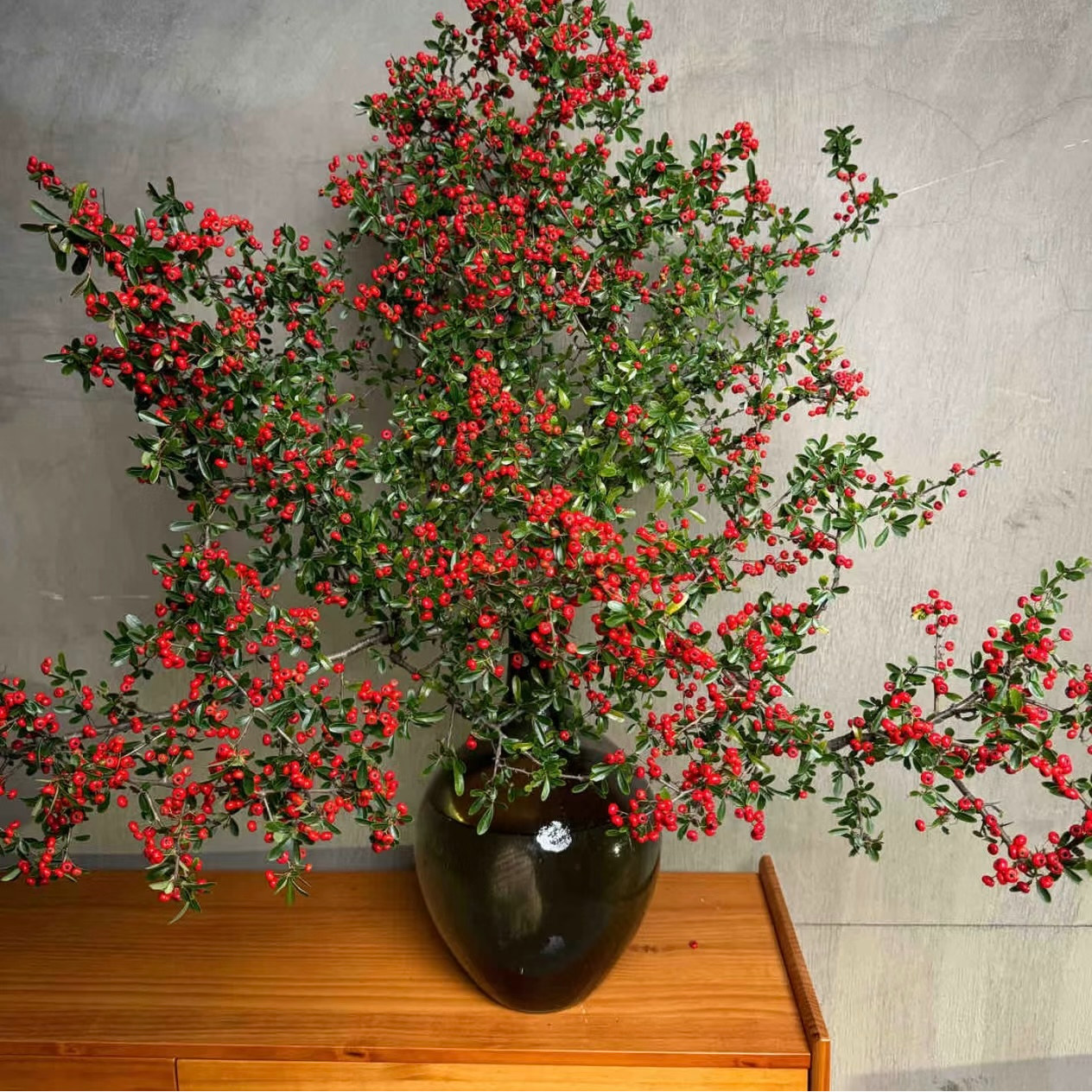 云南火棘果火把果年宵吉祥好物懒人办公室家养艺术插花水培植物