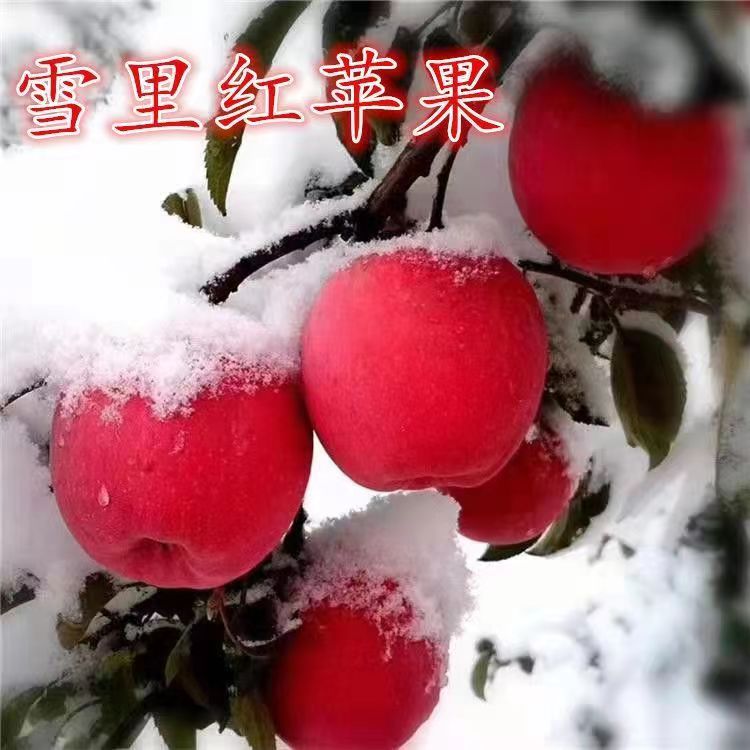 早告白冰糖心脆甜苹果苗嫁接花牛苹果树苗庭院地栽苗果大脆甜苹果