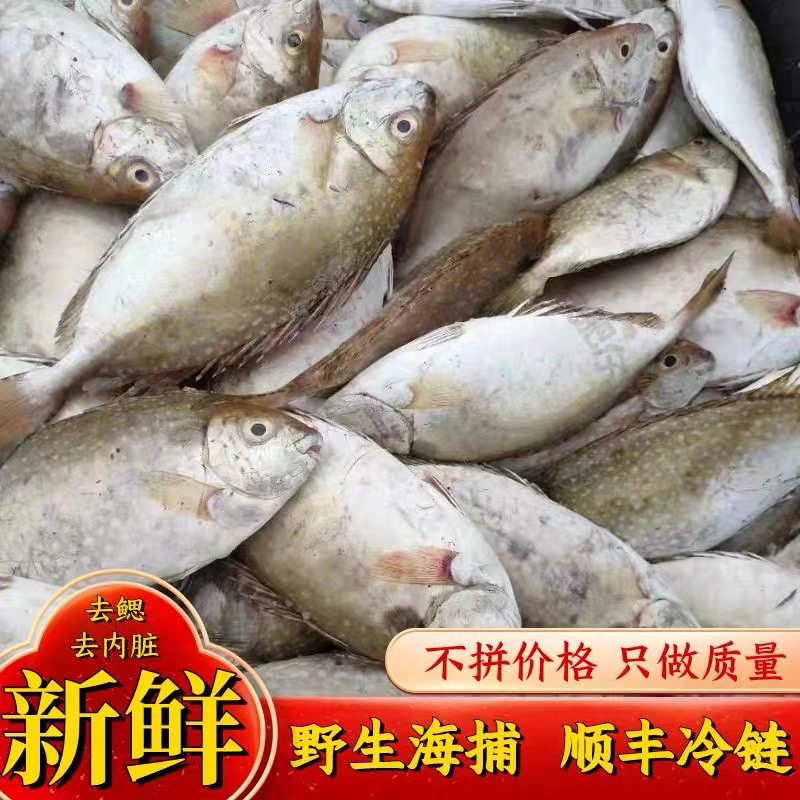 惠来神泉港泥猛鱼鲜活速鱼深海柠檬鱼处理干净5-6条