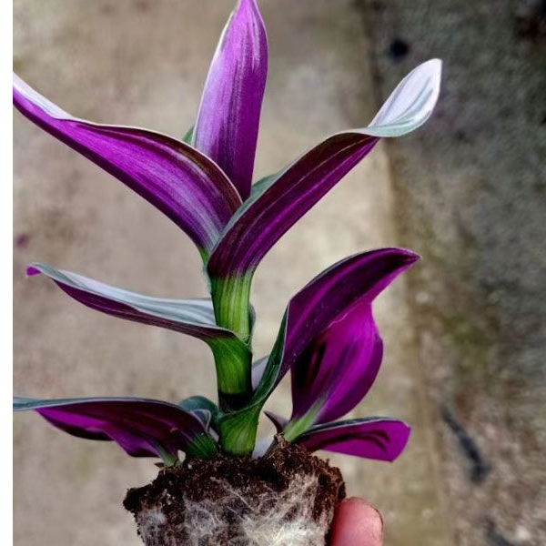 月宵油画婚礼单颗砍头苗没根买10颗送15颗到手25颗高度10公分