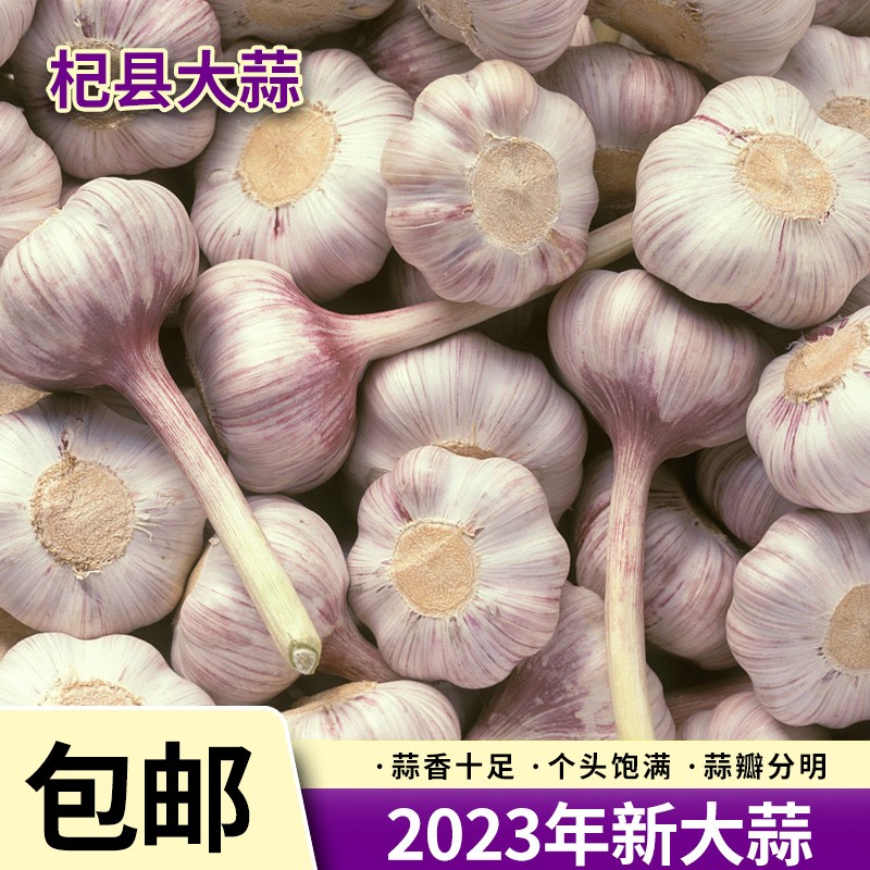 特惠紫皮大蒜中果100g原产地蒜香辣饱满蒜味十足营养调味食用脆嫩