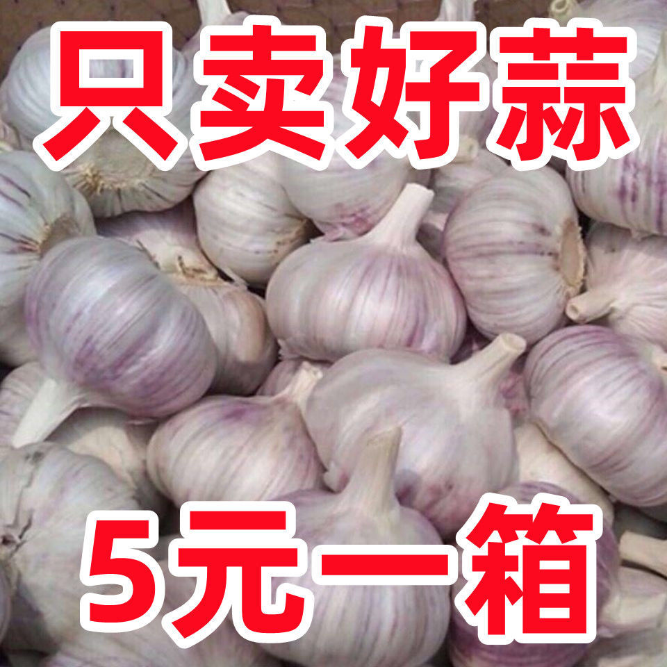 山东大蒜紫皮干蒜5斤新鲜农家100克多瓣大蒜头现挖独头蒜批发包邮