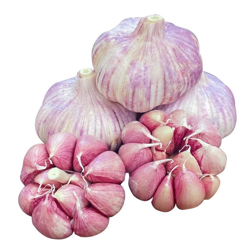 2023新干大蒜头种子干大蒜农家批发新鲜蔬菜紫皮大蒜多瓣蒜种蒜头