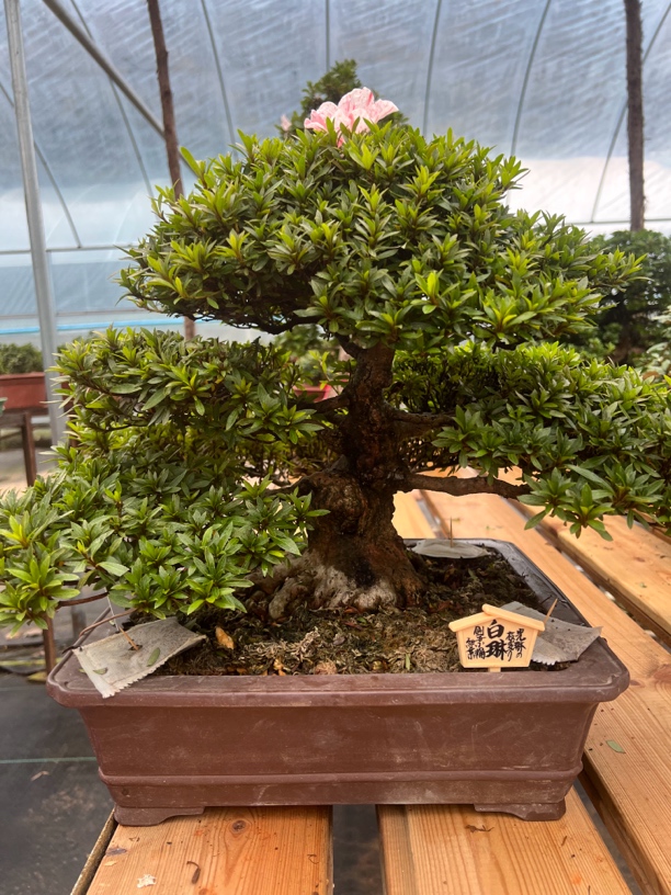 进口老桩 皋月杜鹃