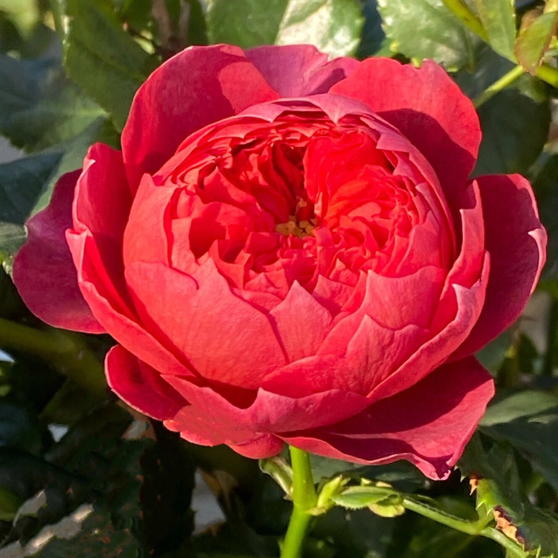 朱砂碗月季 灌木耐热浓香四季勤花抗病包子型阳台花卉庭院盆栽