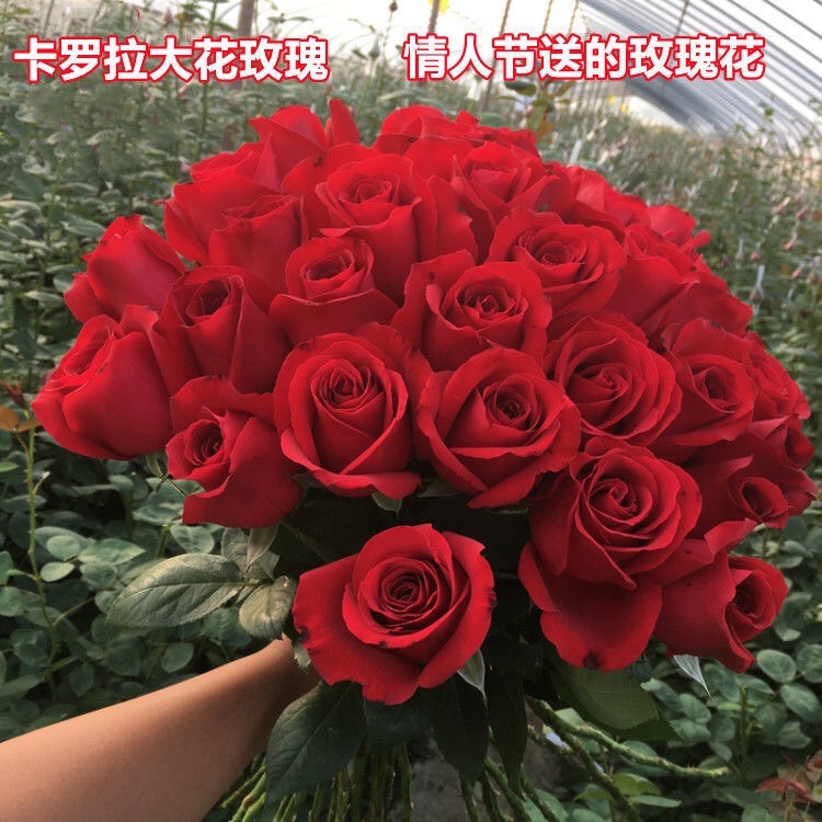 卡罗拉红玫瑰（盆栽花苗中苗）大花浓香玫瑰花红色冬季夏季春季栽培