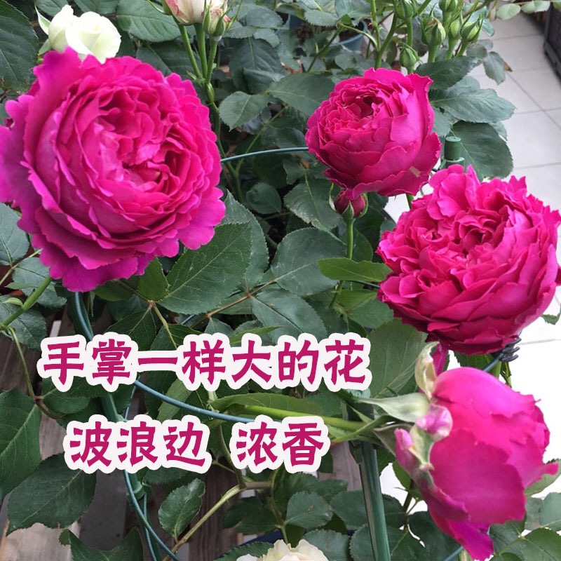 伊芙芳香花园 灌木大花浓香直立性好抗病