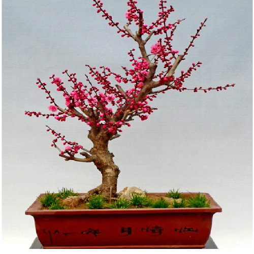 梅花老桩耐寒耐旱一物一拍