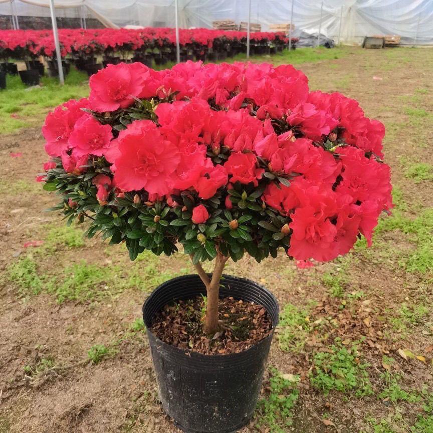 杜鹃花盆栽多季开花带花苞室内阳台庭院年宵花花梅红粉色杜鹃盆栽