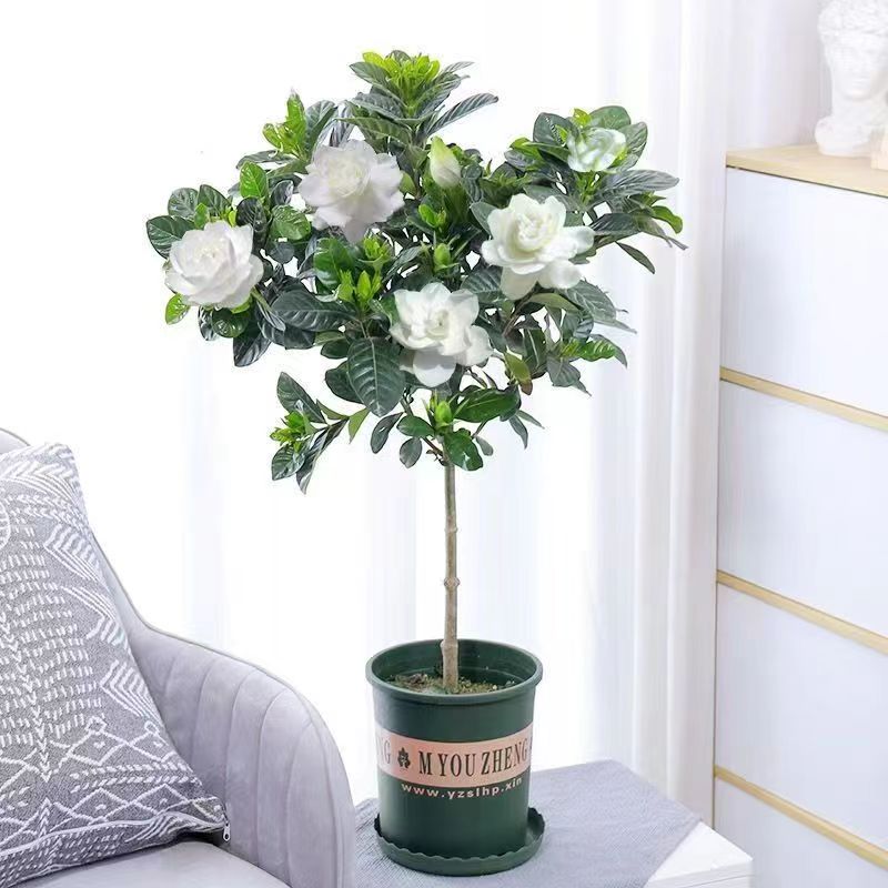 独杆棒棒糖大小叶牡丹栀子四季栀子花盆栽室内客厅地面桌面盆栽养