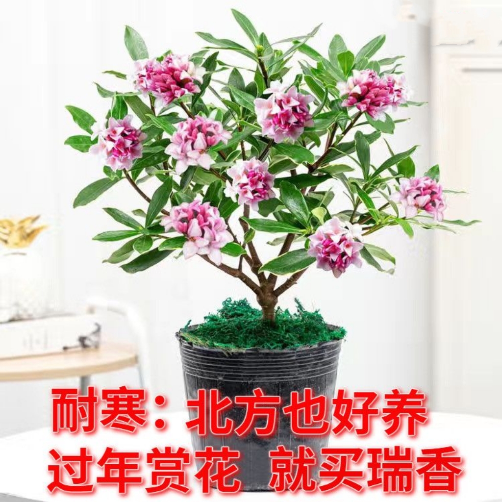 金边瑞香耐寒花卉观花植物室内花浓香型观花盆栽四季长青花卉盆栽