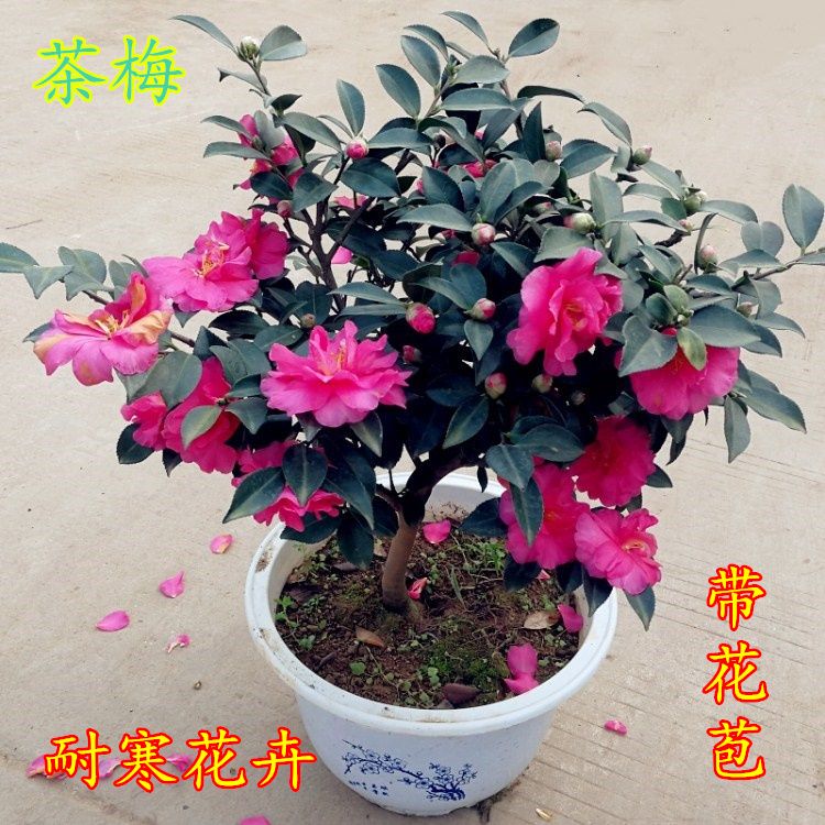 茶梅树苗带花苞茶花茶梅盆栽耐寒花卉阳台庭院茶梅花苗四季常青