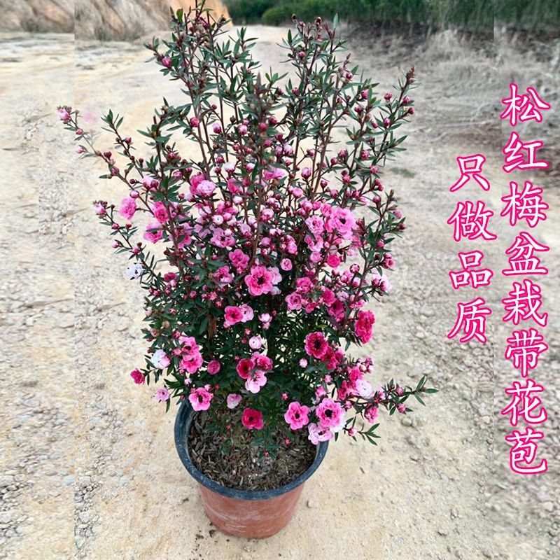 松红梅花松雪梅耐寒植物盆栽好养花三色梅腊梅庭院阳台花卉