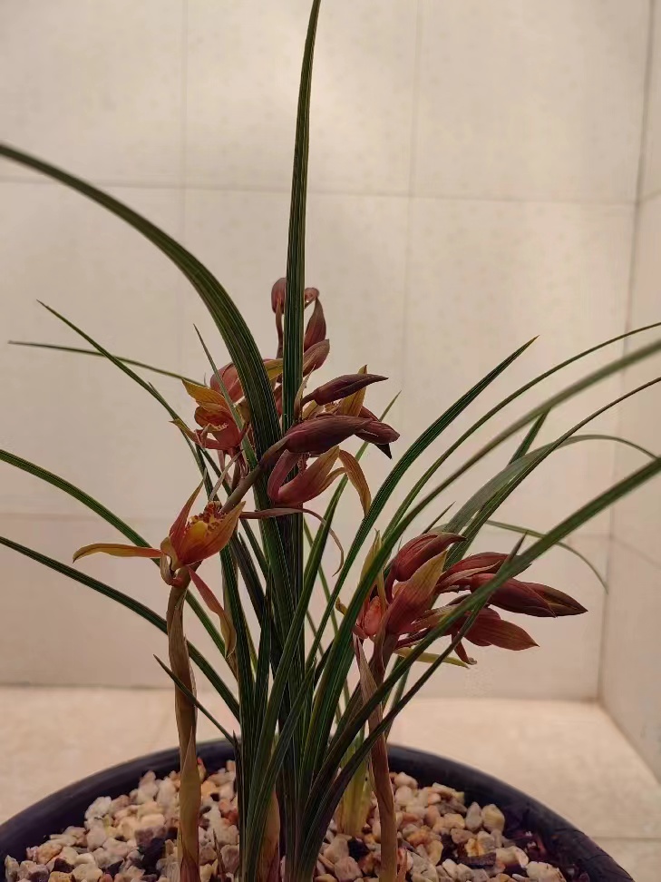 红花红舌 青花红舌 彩花红舌 红花 奇花。蕙兰春兰浓香型  