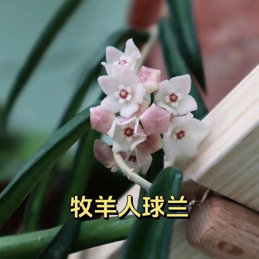 【舍菲尔德球兰】牧羊四季生长室内阳台垂吊爬藤可选基地种植容易开