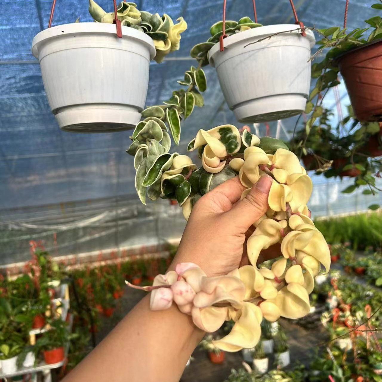卷叶外锦球兰（Hoya compacta variegata "mauna loa"）
