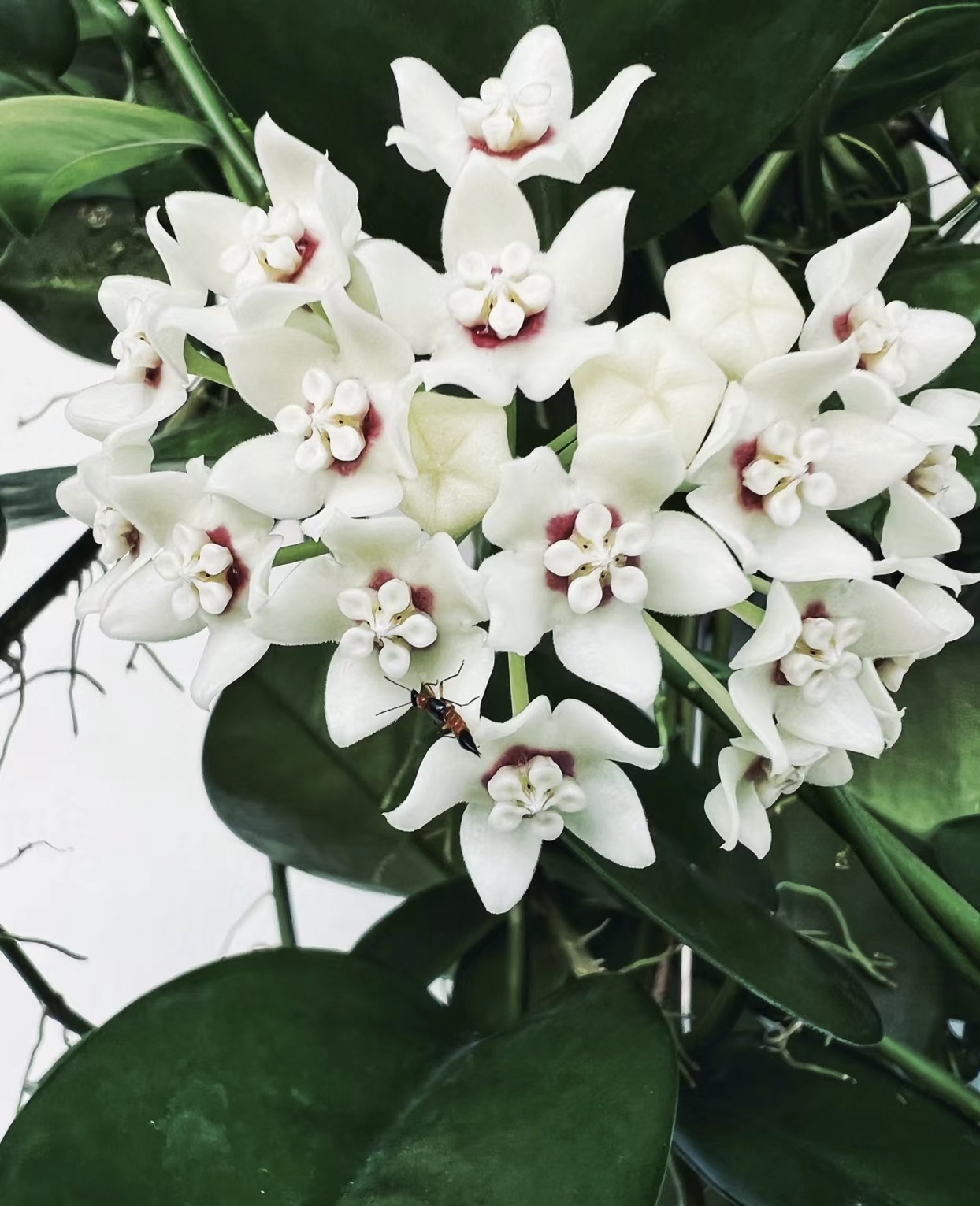 【南方球兰】基地直发好养爬藤垂吊办公室开花盆栽阳台可选种植小苗
