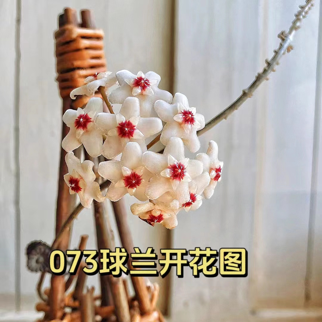 【073球兰】变异银斑球兰白色带斑叶片阳台办公室爬藤垂吊球兰